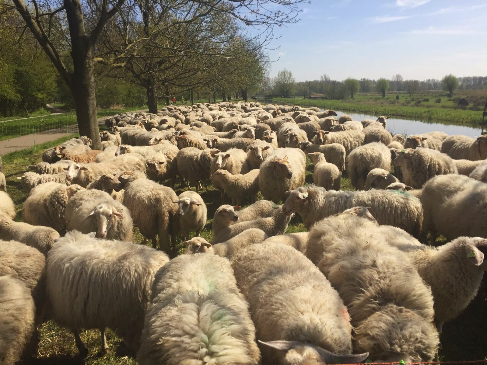 April recap: sheep on the road - http://weirdatheart.com/april-recap/